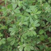 Rothia indica (L.) Druce